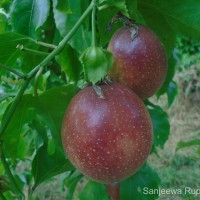 Passiflora edulis Sims